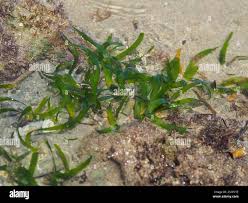 Image result for Thalassia hemprichii