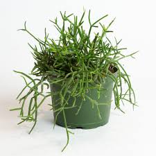 Image result for Rhipsalis