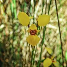 Image result for Dasylepis racemosa