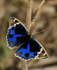 Black And White Striped Butterfly With Red Dots Jean Michel On Beautiful Butterflies Insects Butterfly Pictures