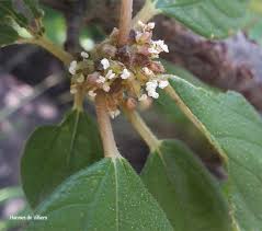 Image result for Pouzolzia mixta