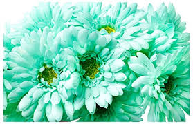 Light mint green rose cabochon ear studs. Craftmore Mint Colored Gerbera Daisy Stems 14 Inch Set Of 12 Silk Flower Arrangements