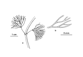 Image result for Cabombaceae