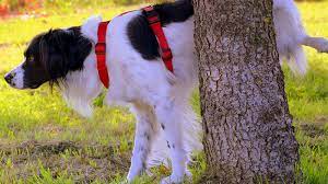 Stinky Urine In Dogs Symptoms To Watch For In Your Dog
