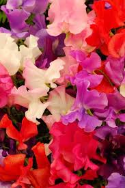 Some, including haute, flowerbx and interflora, also. How To Grow Annual Flowers Rhs Gardening