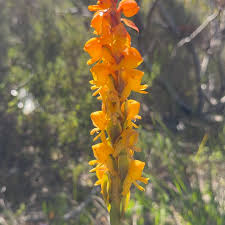 Image result for Satyrium confusum