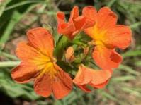 Image result for Crossandra greenstockii