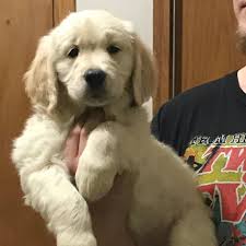 Our #1 goal is connecting buyers and breeders for the best possible puppy buying experience. Golden Retriever Puppies Home Facebook