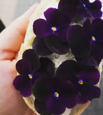 Pogohasi Ich Ess Blumen Schrippe Plantui Plantbased Purple Violet Violets Smartgarden Plantui6 Weekend Soulfood Flowersoft Grapes Plants Instagram