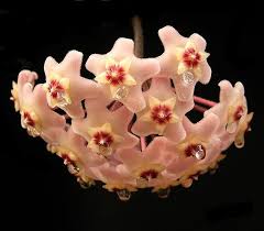 Check spelling or type a new query. Hoya Carnosa Wikipedia
