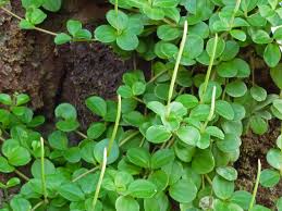 Image result for Peperomia molleri