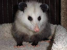 Greenville Sc Opossum Rescue And Rehabilitation Awesome Possum Pet Rats Happy Animals