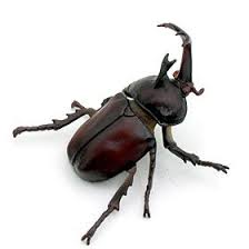 http www butsuyoku net shokugan insect index html ミヤマクワガタ オオスズメバチ オニヤンマ