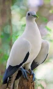 White Bird With Blue Feet Pin Ot Polzovatelya Samuel P V Reyna Na Doske Bird S Collection Fotografii Zhivotnyh Zhivotnye Krasivye Pticy