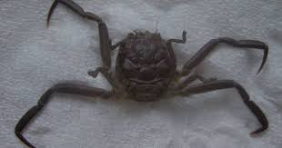 Darwin S Bulldogs Samurai Crab Crab Human Face Samurai