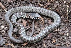 Juvenile Northern Black Racer They Get Pretty Dark In Maturity Black Racer Reptiles And Amphibians Amphibians