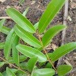 Image result for Landolphia lanceolata