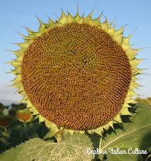 Theanswerhub is a top destination for finding answers online. Where And When To Find Sunflowers In Italy