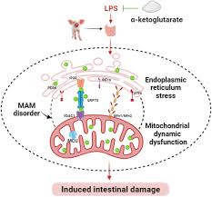 Dietary α-Ketoglutarate Alleviates Escherichia coli LPS-Induced Intestinal  Barrier Injury by Modulating the Endoplasmic Reticulum-Mitochondrial System  Pathway in Piglets - The Journal of Nutrition