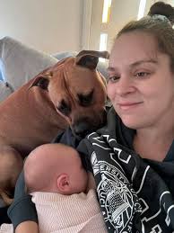 What is the temperament of American Staffordshire Terriers around children  and other dogs?