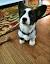 Full Grown Black And White Corgi
