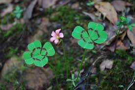Image result for Oxalis tetraphylla