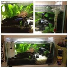 How To Set Up A Beautiful Betta Fish Tank Japanesefightingfish Org Betta Fish Tank Betta Fish Care Fish Tank Plants