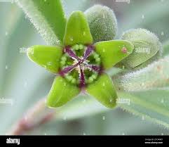 Image result for Raphionacme lanceolata