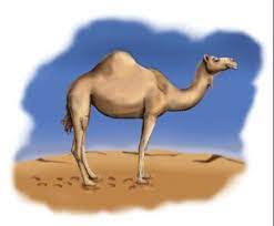 The hippocampus is the major region. Immunity And The Charismatic Camel Lab Animal