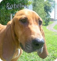 Sold to chad and dori: Georgetown Ky Bloodhound Meet Katelin A Pet For Adoption