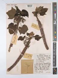 Image result for Obetia tenax