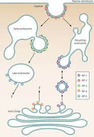 We did not find results for: Taming The Triskelion Bacterial Manipulation Of Clathrin Microbiology And Molecular Biology Reviews