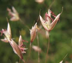 Image result for Avenella flexuosa