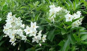 Vaso ceramica bianco fiori (cod. Www Ladigetto It Il Solanum E La Dipladenia Di Davide Brugna