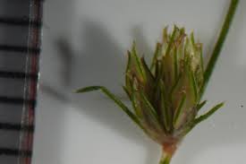 Image result for Bulbostylis densa