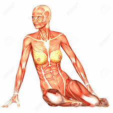 The human body is the structure of a human being. Illustration Of The Anatomy Of The Female Human Body Isolated Stock Photo Picture And Royalty Free Image Image 12743822