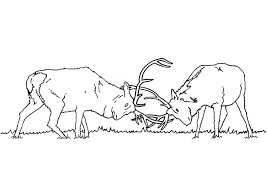 In the animals page, you will find many categories, for. Coloring Pages Bull Fighting