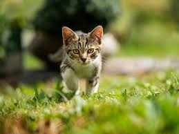 ‪How Free-Roaming Cats Impact Wildlife, Disease Transmission | VMBS News‬‏