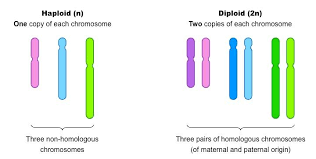 Haploid Vs Diploid Med Jpeg 720 363 Biology College Molecular Genetics Chromosome