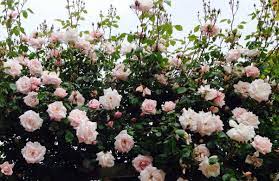 For the most part climbing roses are simply genetic mutations of many different varieties of bush roses, bred to grow to much larger heights. Large 6 7ft Specimen Climbing Rose New Dawn Garden Plants