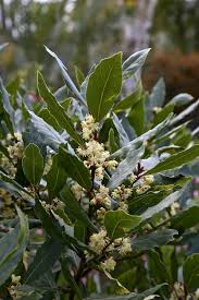 Image result for Lauraceae