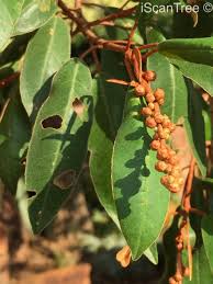 Image result for Croton gratissimus