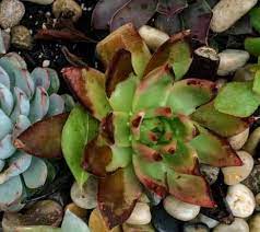 Leaf Discoloration On Succulents Find Out Why Succulent Leaves Turn Brown Yellow Or Black Plant Leaves Turning Brown Succulents Black Succulents