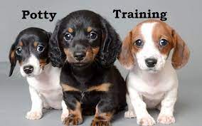 Chiweenie Puppies How To Potty Train A Chiweenie Puppy Chiweenie House Training Tips Housebreaking Chiwe Chiweenie Puppies Chiweenie Dogs Dog Potty Training
