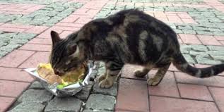 It looks like it would be good to eat. Can Cats Eat Potatoes Including Chips French Fries Pet Care Advisors
