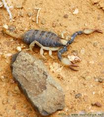 South African Scorpion Scorpion Arachnids Beetle Insect