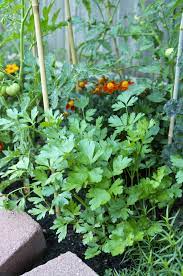 A few commonly seen are: How To Grow Parsley Kitchn
