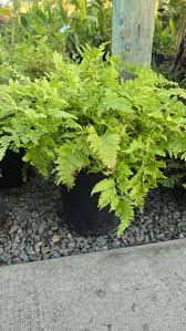 Image result for Microlepia