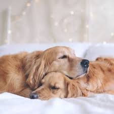 The Most Adorable Snuggling Sisters Cute Dogs And Puppies Golden Retriever Retriever