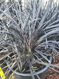 Image result for Ophiopogon